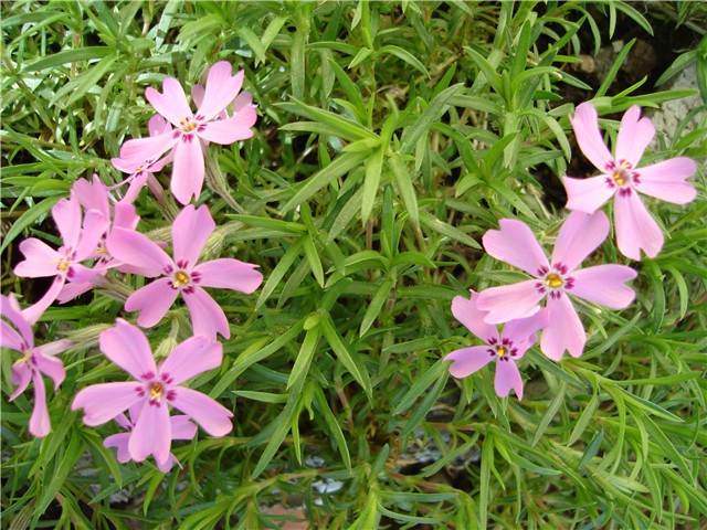 phlox